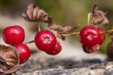 Siyah kaan (Tamus communis) asma üzerinde çilek