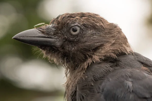 Jackdaw (Corvus monedula) close-up da cabeça no perfil — Fotografia de Stock