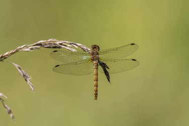Çim, dorsal görünümü üzerinde ortak Pasifik'ten oğlan (Sympetrum striolatum)