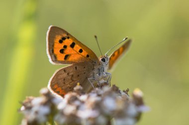 Aşağıdan küçük bakır kelebek (Lycaena phlaeas)