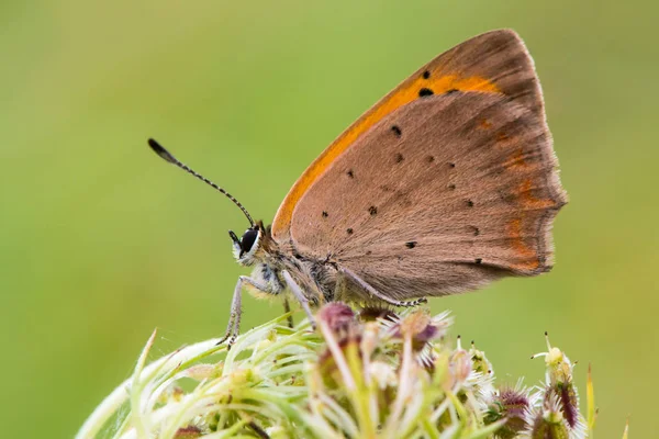 Маленький мідний метелик (Lycaena phlaeas) в стані спокою в профілі — стокове фото