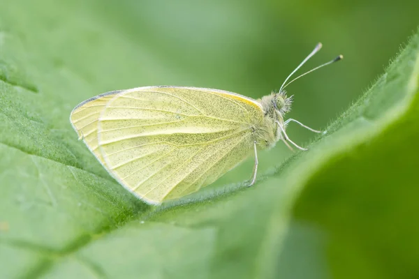 Borboleta branca pequena (Pieris rapae) em repouso na folha — Fotografia de Stock