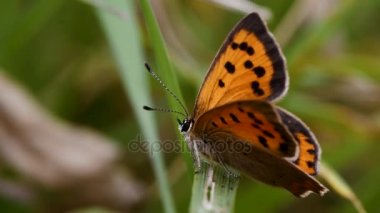 Küçük Bakır Kelebek (Lycaena phlaeas)