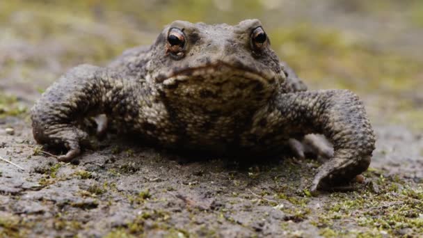 Common toad (Bufo bufo) head on — Stock Video