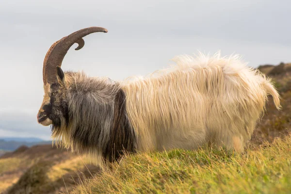 Männliche wilde Bergziege mit großen Hörnern — Stockfoto