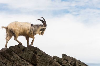 Erkek feral dağ keçisi buzlu deniz üzerinde yürüme