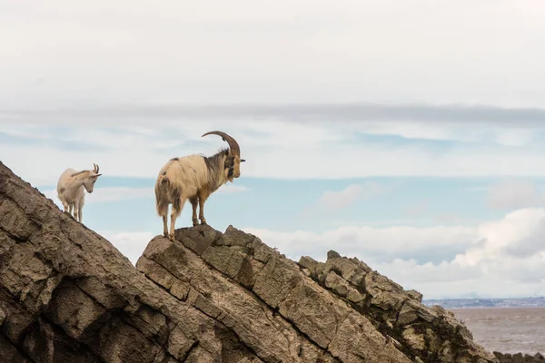 Pareja de cabra montés salvaje en rocas sobre el mar —  Fotos de Stock
