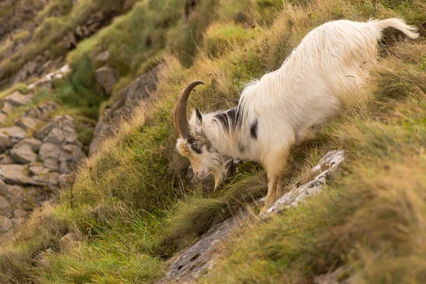 Feral cabra de montaña descendiendo empinada cara de roca — Foto de Stock