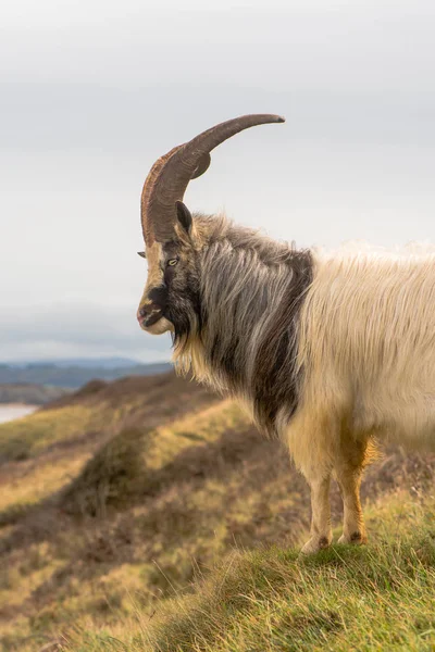 Macho salvaje montaña cabra con grandes cuernos retrato —  Fotos de Stock