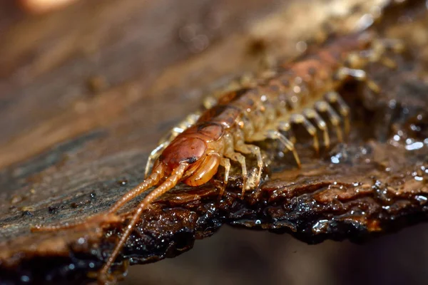 Şeritli kırkayak (Lithobius variegatus)