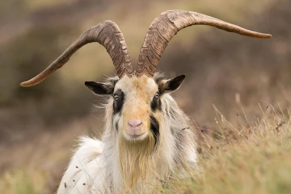 Macho salvaje montaña cabra cabeza en con grandes cuernos cabeza en —  Fotos de Stock