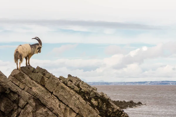 Männliche wilde Bergziege auf Felsen über dem Meer — Stockfoto