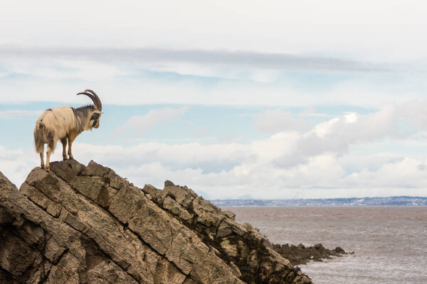 Male feral mountain goat on rocks above sea