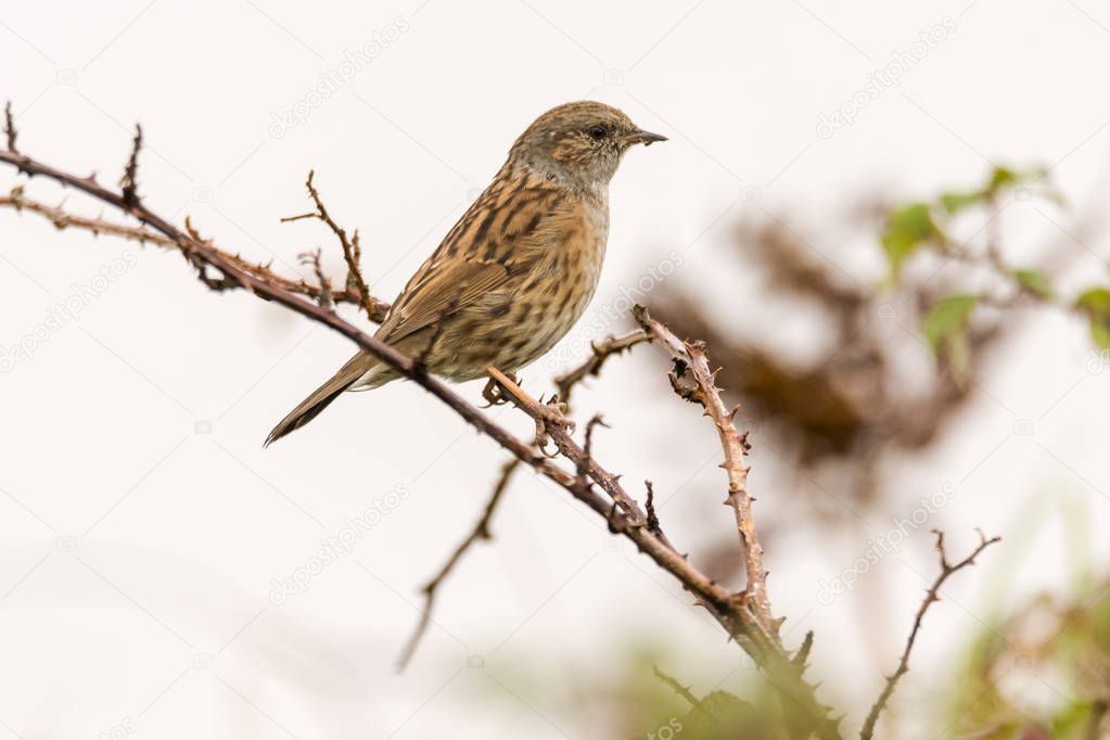 Dunnock (Prunella modularis) bird perched on bramble bush