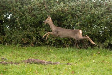 Sıçrayan Karaca (Capreolus capreolus) doe