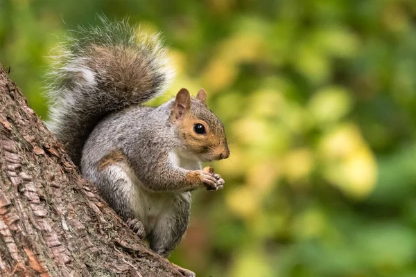 Ardilla gris oriental (Sciurus carolinensis) comiendo en tronco de árbol —  Fotos de Stock