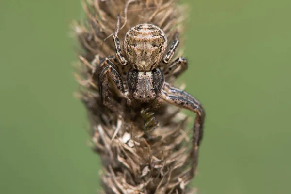 Xysticus cristatus araña cangrejo en la hierba — Foto de Stock