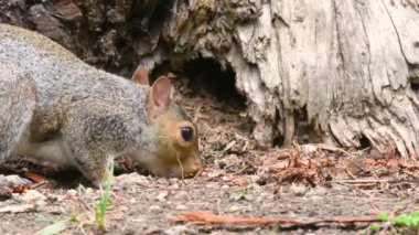 Doğu gri sincap (Sciurus carolinensis) yiyecek arama ve yeme