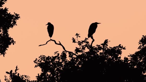 Pair of grey herons (Ardea cinerea) silhouetted preening and sitting in tree — Stock Video