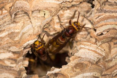 Avrupa hornets (Vespa crabro) Nest delikten çıkan