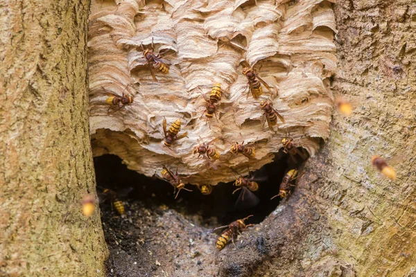 Европейские шершни (Vespa crabro) вокруг гнезда на дереве — стоковое фото