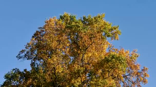 Árbol de otoño soplando en el viento frente al cielo azul — Vídeo de stock