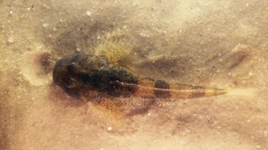 Avrupa bullhead balık (Cottus gobio)