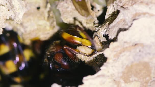 Frelons européens (Vespa crabro) réparant le nid endommagé — Video