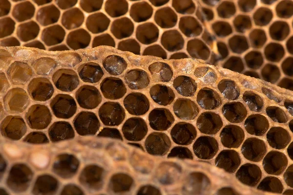 Honing kam met honing honingbij (Apis mellifera) nest — Stockfoto