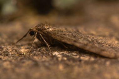 Kış güve (Operophtera brumata). Aile içinde belgili tanımlık geç sonbahar ve kış uçar Geometridae moth