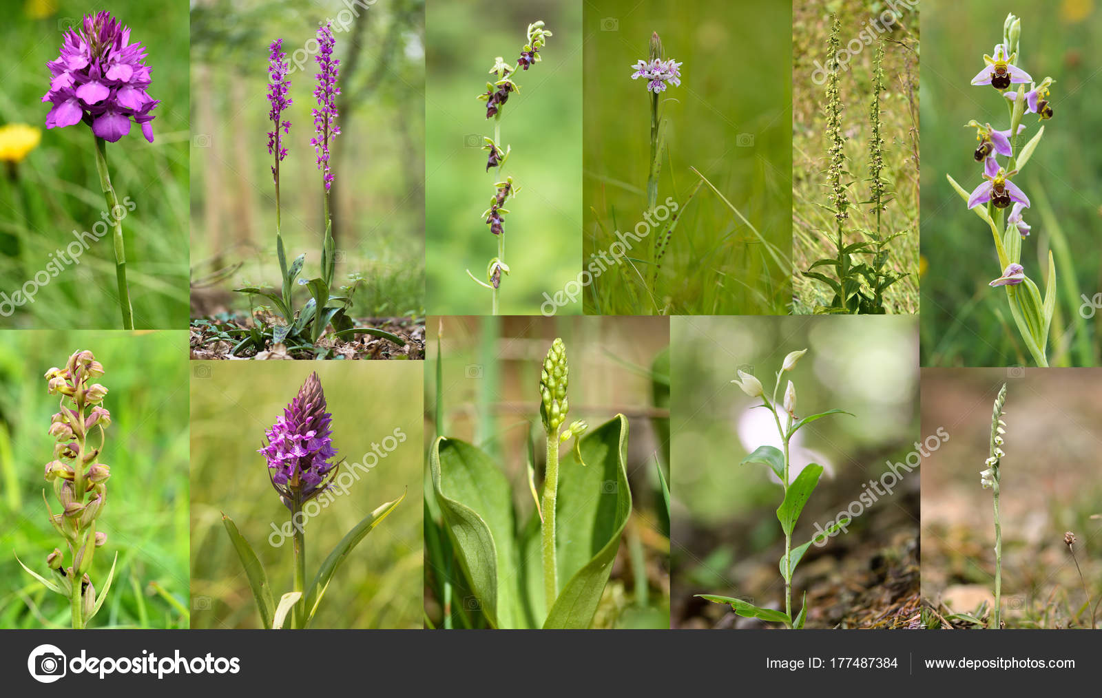 Selección Orquídeas Británicas Flores Silvestres Familia Orchidacea Nativa Reino Unido — Foto de Stock