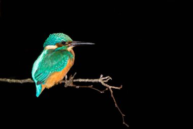 Geceleri tünemiş yalıçapkını (Alcedo şuna)