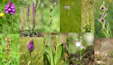 Seçim İngiliz orkide. Orchidacea İngiltere'ye yerli ailesindeki kır çiçekleri