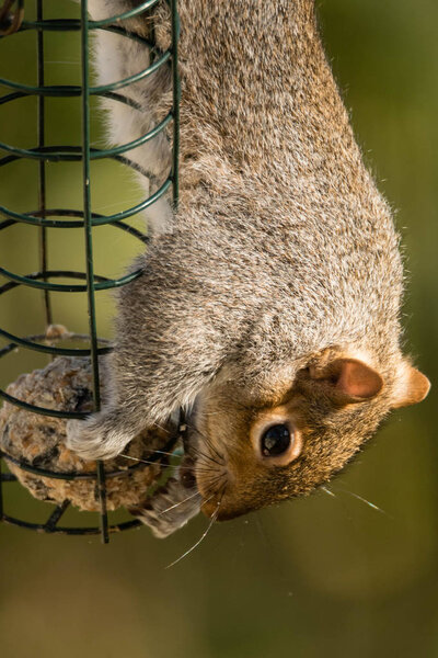 Eastern gray squirrel (Sciurus carolinensis) feeding on fat ball