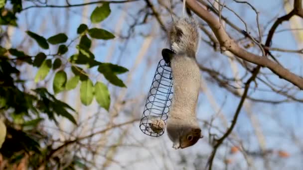 다람쥐 Sciurus Carolinensis 피더에 설치류 가족의 Sciuridae 먹이에 — 비디오