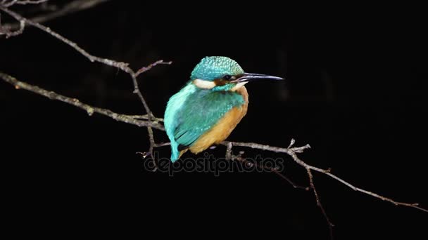 Kingfisher Alcedo Atthis Encaramado Por Noche Pescador Común Familia Alcedinidae — Vídeo de stock