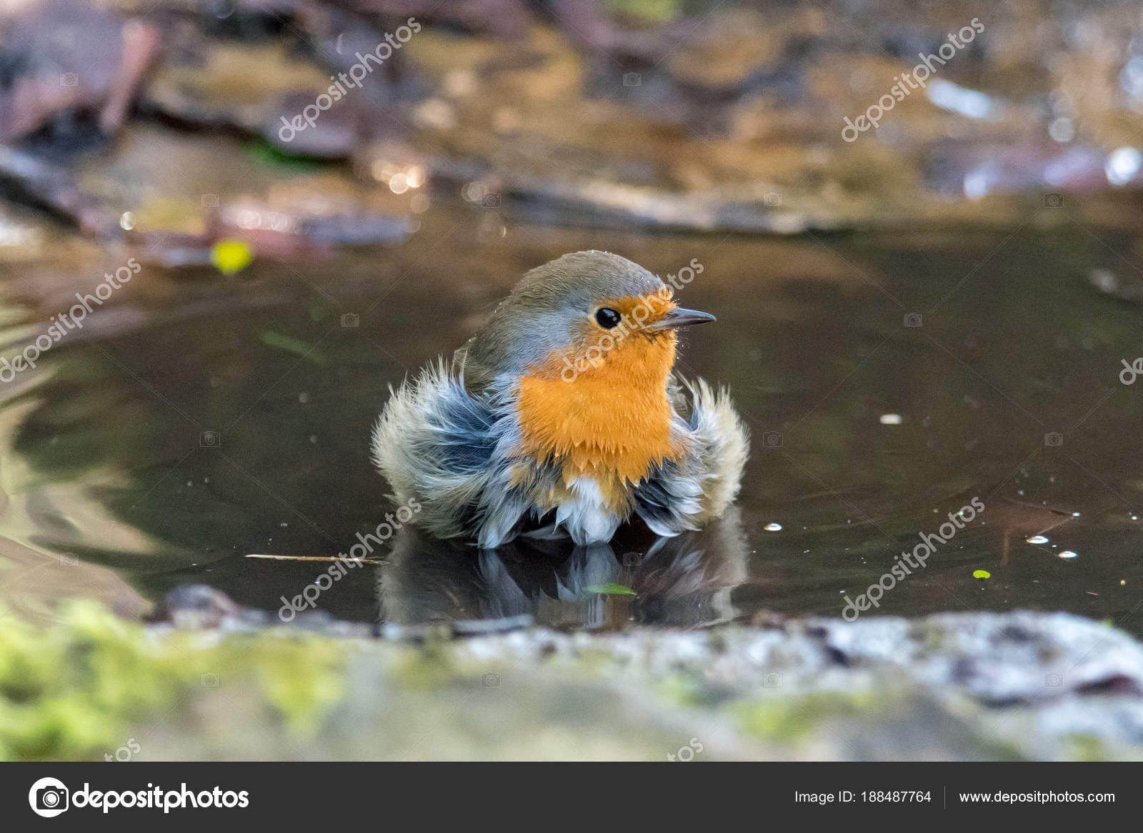Bain De Rouge Gorge Erithacus Rubecula Prise En Flaque D