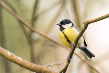 Büyük baştankara (Parus major) ağaca tünemiş