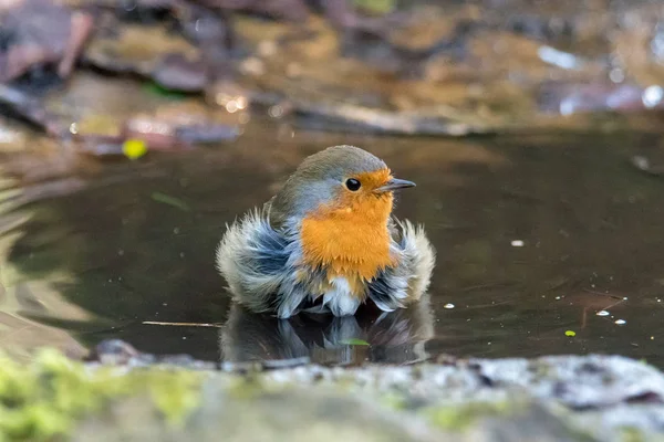 Avrupa robin (Erithacus rubecula) alarak banyo azıyorum, baş 