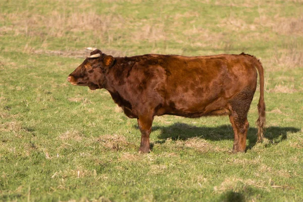 Red Dexter toro de pie en el campo — Foto de Stock