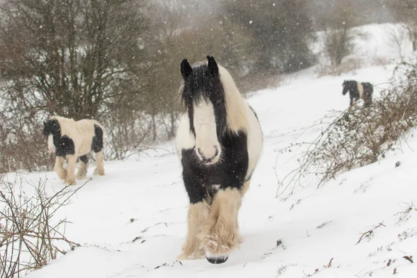 Tres ponis irlandeses de mazorca caminando sobre nieve pesada — Foto de Stock