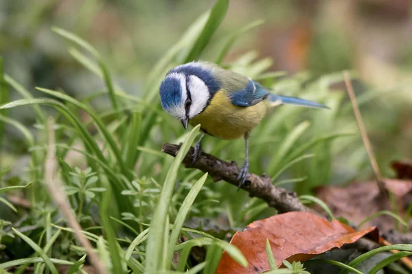 Blåmes (Cyanistes caeruleus) på marken omgiven av gräs — Stockfoto