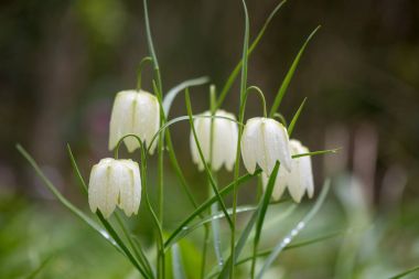 Beyaz çiçekli yılan kafa fritillaries (Fritillaria destek)