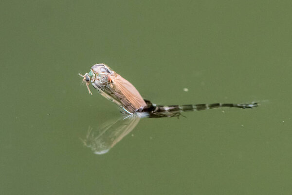 Midge (Chironomus plumosus) emerging from pupa