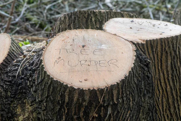 Strom vražda na pokácených stromů — Stock fotografie