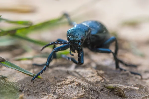 Μαύρος Κάνθαρος πετρελαίου (Meloe proscarabaeus) θηλυκό φιλόκομψος — Φωτογραφία Αρχείου