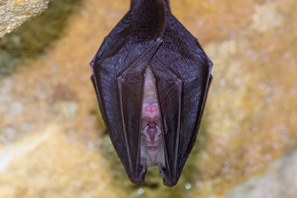 Cuerpo de murciélago herradura menor (Rhinolophus hipposideros) de cerca —  Fotos de Stock