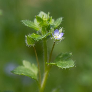 Sarmaşık yapraklı speedwell (Veronica hederifolia) çiçek
