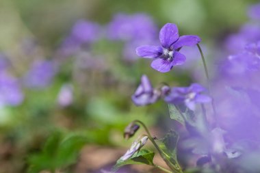 Erken köpek-violet (Viola reichenbachiana) çiçek