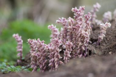 Toothwort (Lathraea squamaria) parazit bitki çiçek